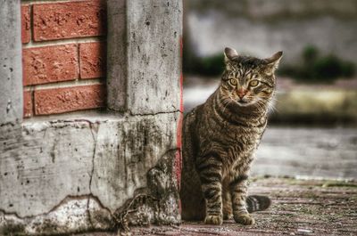 Portrait of cat sitting on footpath