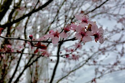 Low angle view of apple blossoms in spring