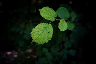 Close-up of leaves on plant