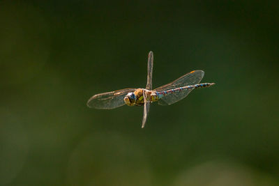 Close-up of insect