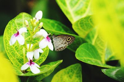 Close-up of butterfly pollinating on pink flower
