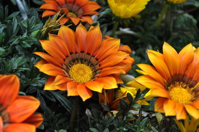 Close-up of orange flowering plants