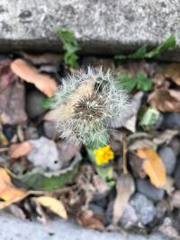 Close-up of dandelion