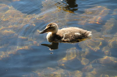 Duck swimming in a lake