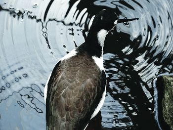 Close-up of duck swimming in lake