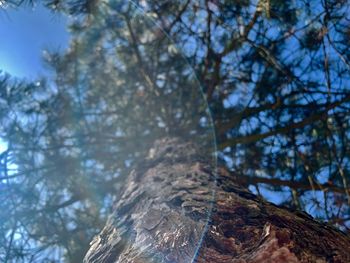 Low angle view of trees against sky