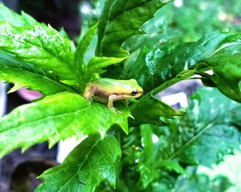 Close-up of insect on leaf