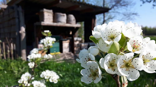 Close-up of white flowering plant