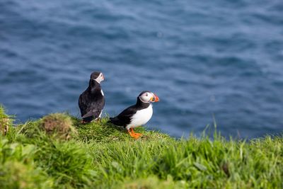 View of seagulls perching on grass