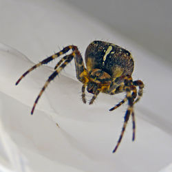 Close-up of spider