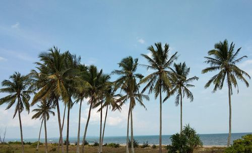 Palm trees on beach against sky