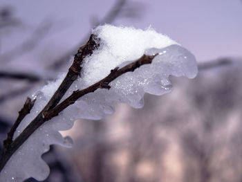 Close-up of frozen plant