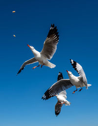 Seagulls flying on the beautiful blue sky, catching food for eating.