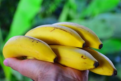 Cropped hand of person holding yellow bananas