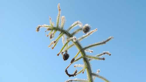 Low angle view of vapor trail against clear blue sky