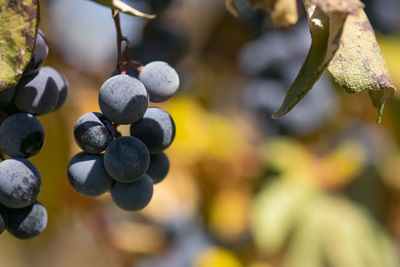 Close-up of berries growing on tree