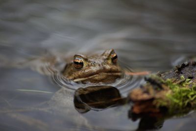 Close-up portrait of frog in lake