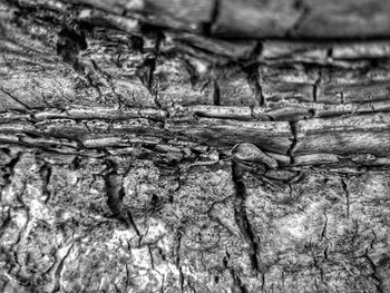 Full frame shot of tree trunk