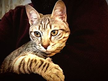 Close-up portrait of cat