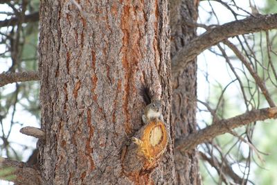 Low angle view of tree trunk