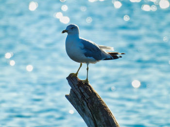 Close-up of seagull perching on wooden post