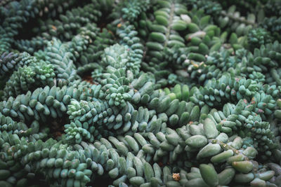 Full frame shot of plants