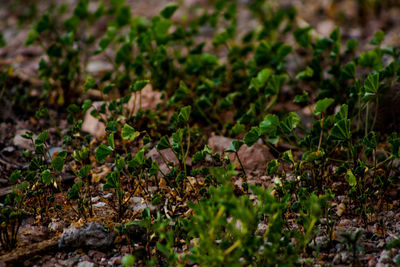 Close-up of bird on grass