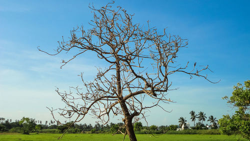 Bare tree on the field against sky