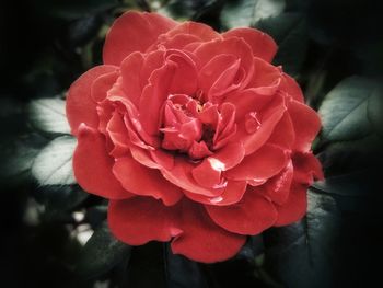 Close-up of red rose