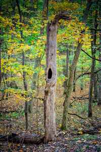 Trees in forest during autumn