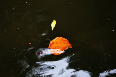 Close-up of koi fish in water