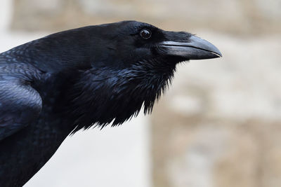 Close up of a raven