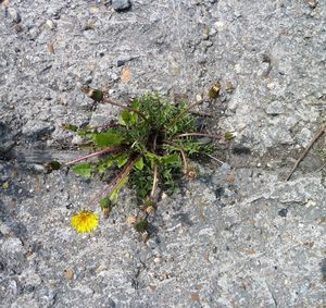 High angle view of plant growing on rock