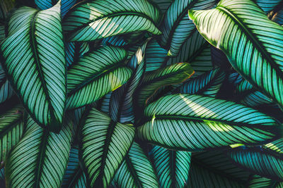 Close-up of palm leaves