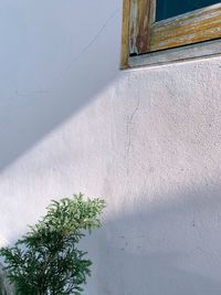 Low angle view of plant against wall