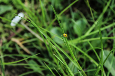 Close-up of insect on grass