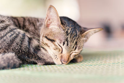 Close-up of cat relaxing at home