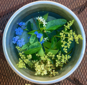 Directly above shot of potted plant on table