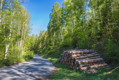 Dirt road amidst trees in forest