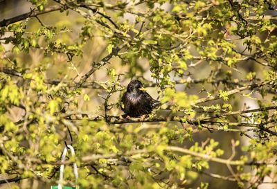 Bird perching on a tree