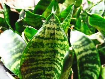 Close-up of succulent plant