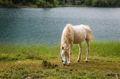 View of a horse drinking water