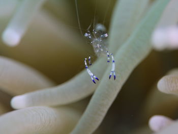 Close-up of insect on leaf