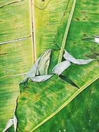 High angle view of lizard on leaves