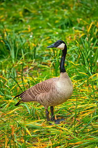 Bird in a field