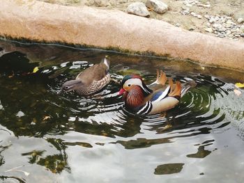 Duck swimming in lake