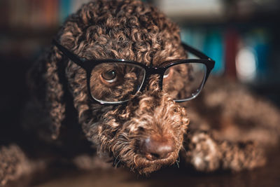 Close-up portrait of a dog