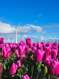 Close-up of pink tulips against blue sky