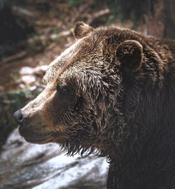 Close-up of a grizzly bear