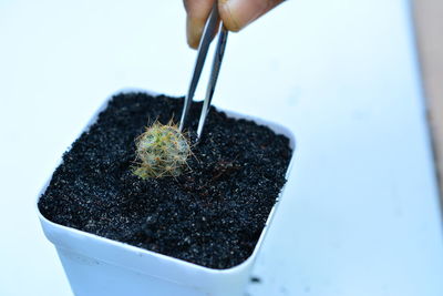 Close-up of hand holding potted plant